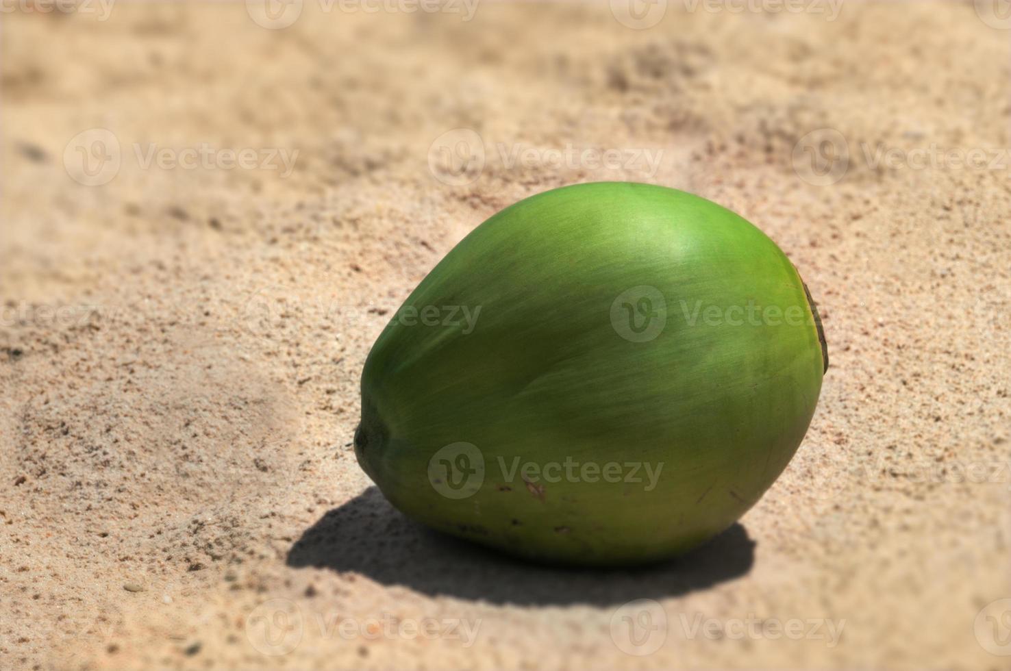 coco verde novo e solteiro descansando na areia quente e ensolarada foto