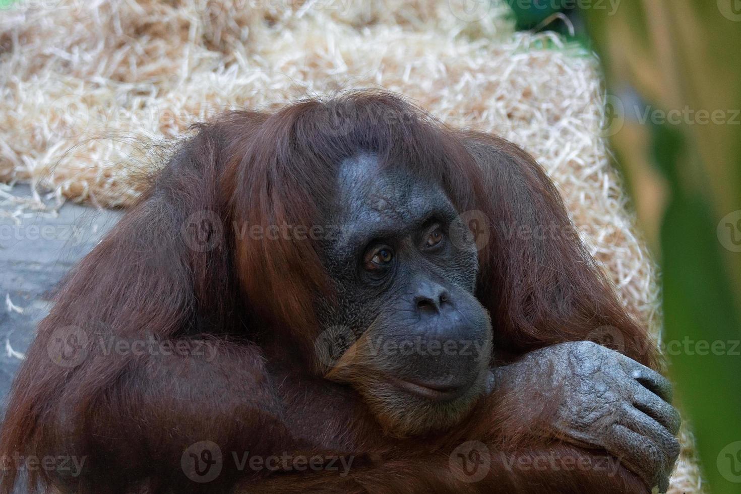 orangotango no zoológico foto