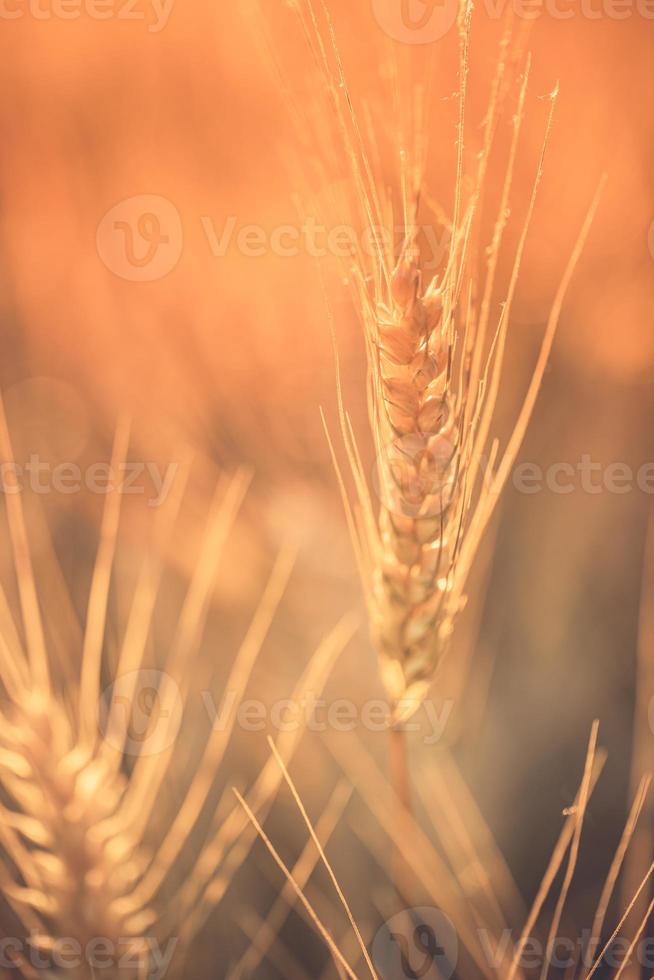 campo de trigo. espigas de trigo dourado closeup. cenário rural sob a luz do sol brilhante, paisagem de outono pacífica de campo de trigo. lindas espigas orgânicas maduras de trigo durante a colheita contra o céu azul. foto