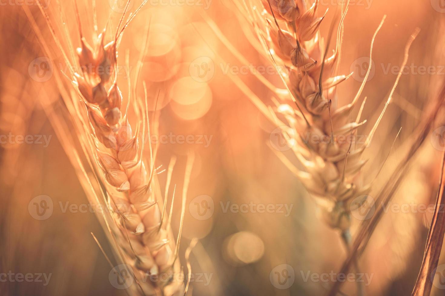 campo de trigo. espigas de trigo dourado closeup. cenário rural sob a luz do sol brilhante, paisagem de outono pacífica de campo de trigo. lindas espigas orgânicas maduras de trigo durante a colheita contra o céu azul. foto