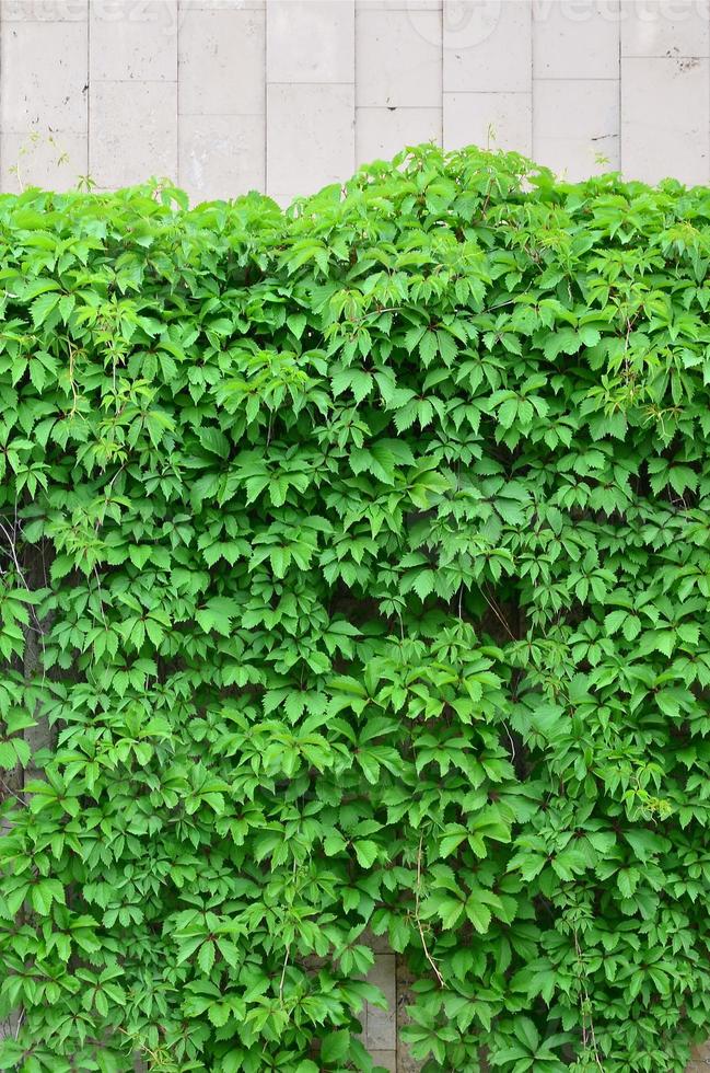 hera verde cresce ao longo da parede bege de azulejos pintados. textura de matagais densos de hera selvagem foto