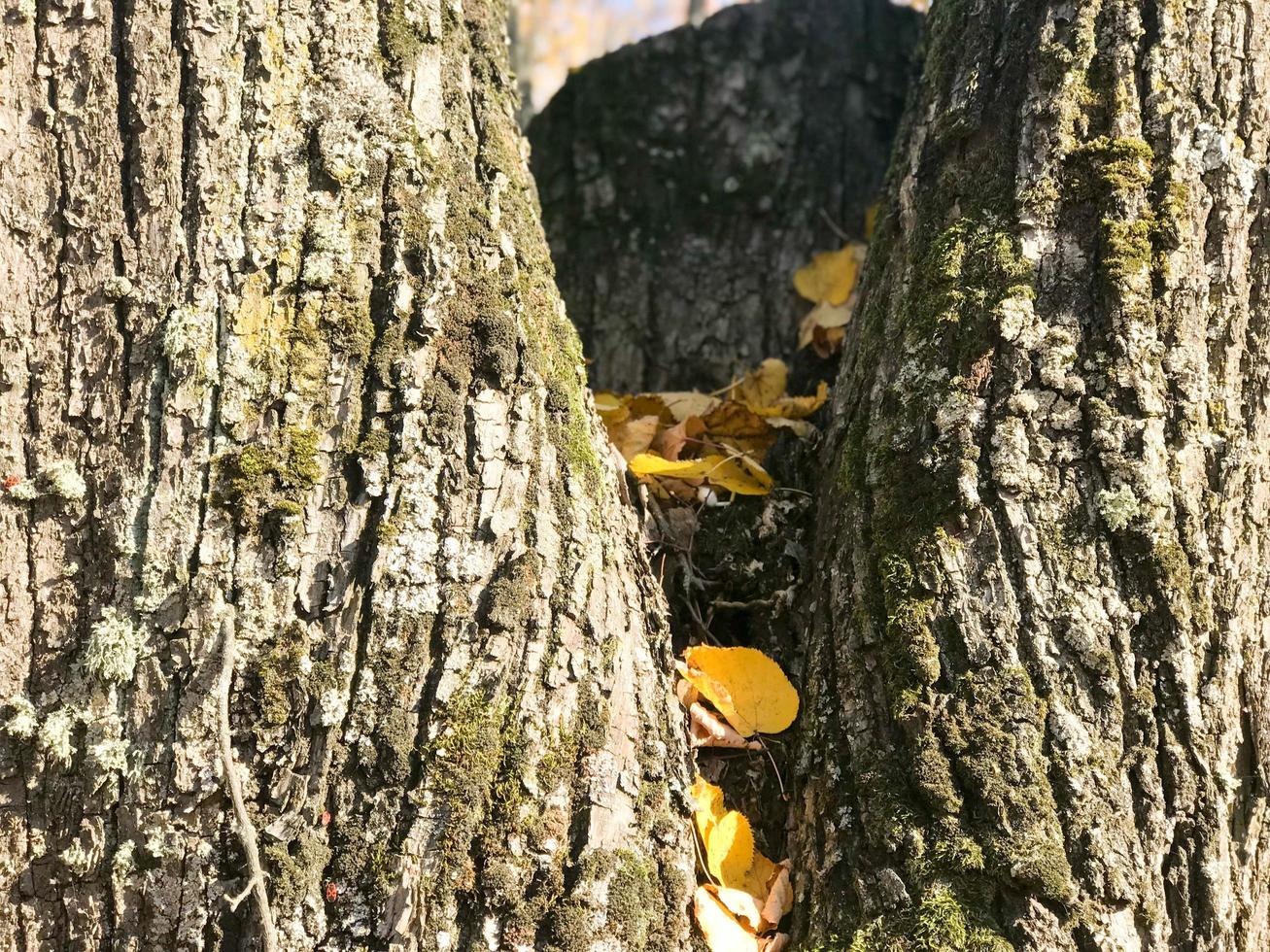 textura de casca escura natural lenhosa com musgo e rachaduras e folhas amarelas. o fundo foto