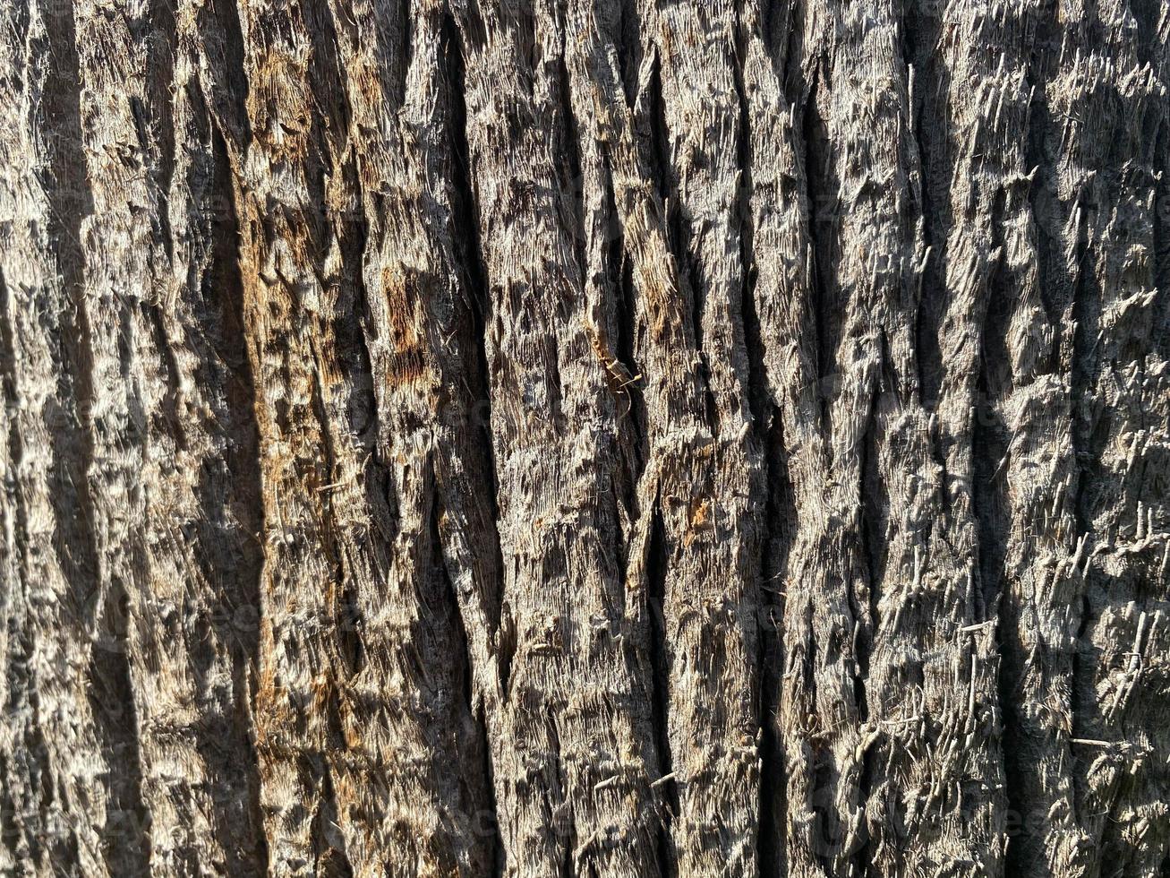 bela casca de tronco natural marrom de uma palmeira tropical do sul. fundo, textura foto