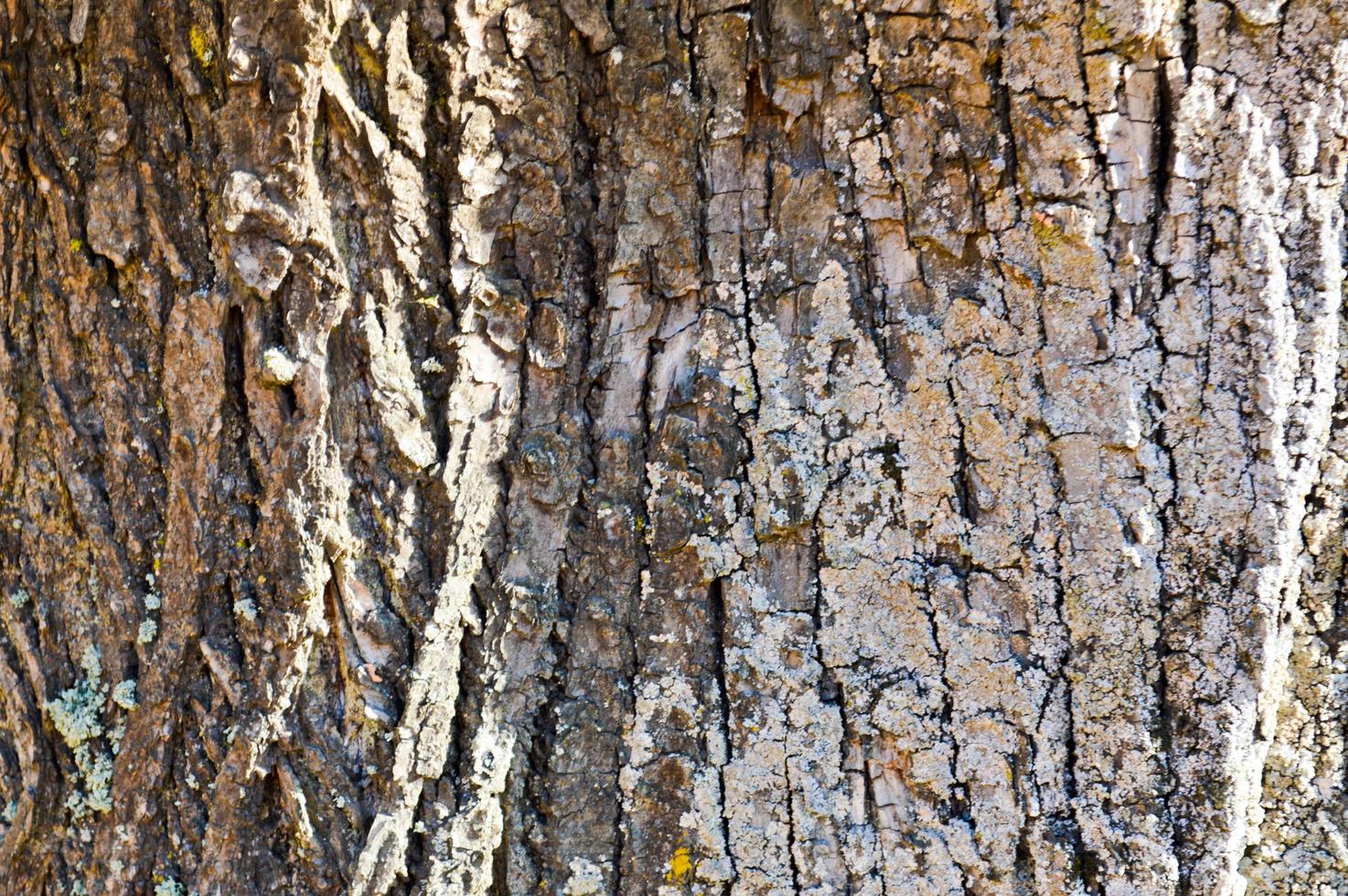 textura da casca de madeira áspera texturizada marrom natural de uma árvore com musgo. o fundo foto