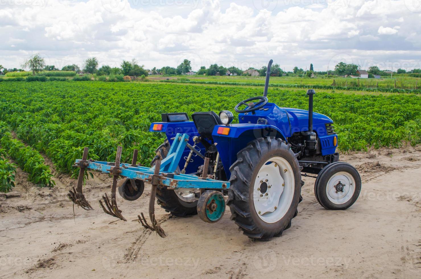 trator azul com um arado cultivador e o campo verde da plantação de pimenta búlgara no fundo. agricultura, agricultura. máquinas e equipamentos agrícolas, trabalham na fazenda. colheita foto