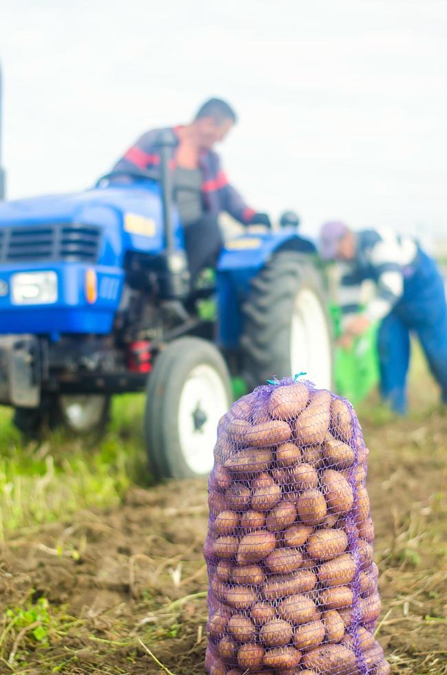 kherson oblast, ucrânia - 19 de setembro de 2020 trabalhadores agrícolas em um trator cavam batatas. campanha de colheita de batata. agricultura, agricultura. colheita de batatas no outono. foto