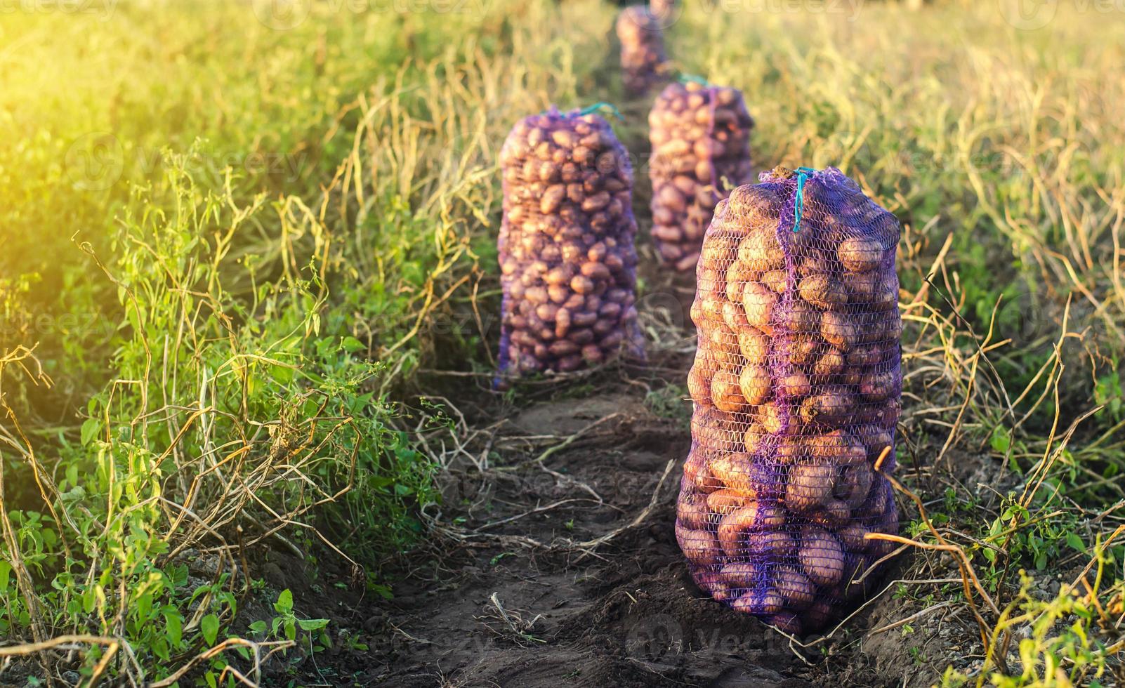 sacos de malha com batatas em um campo agrícola. colheita de vegetais orgânicos no outono. agricultura e cultivo de alimentos. coleta, embalagem e transporte. agroindústria e agronegócio. foto