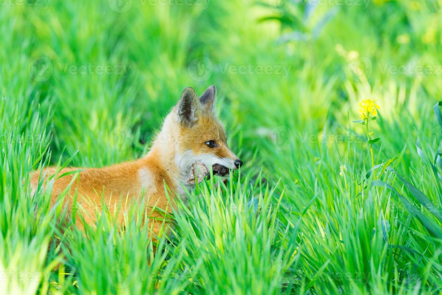 raposa na grama foto