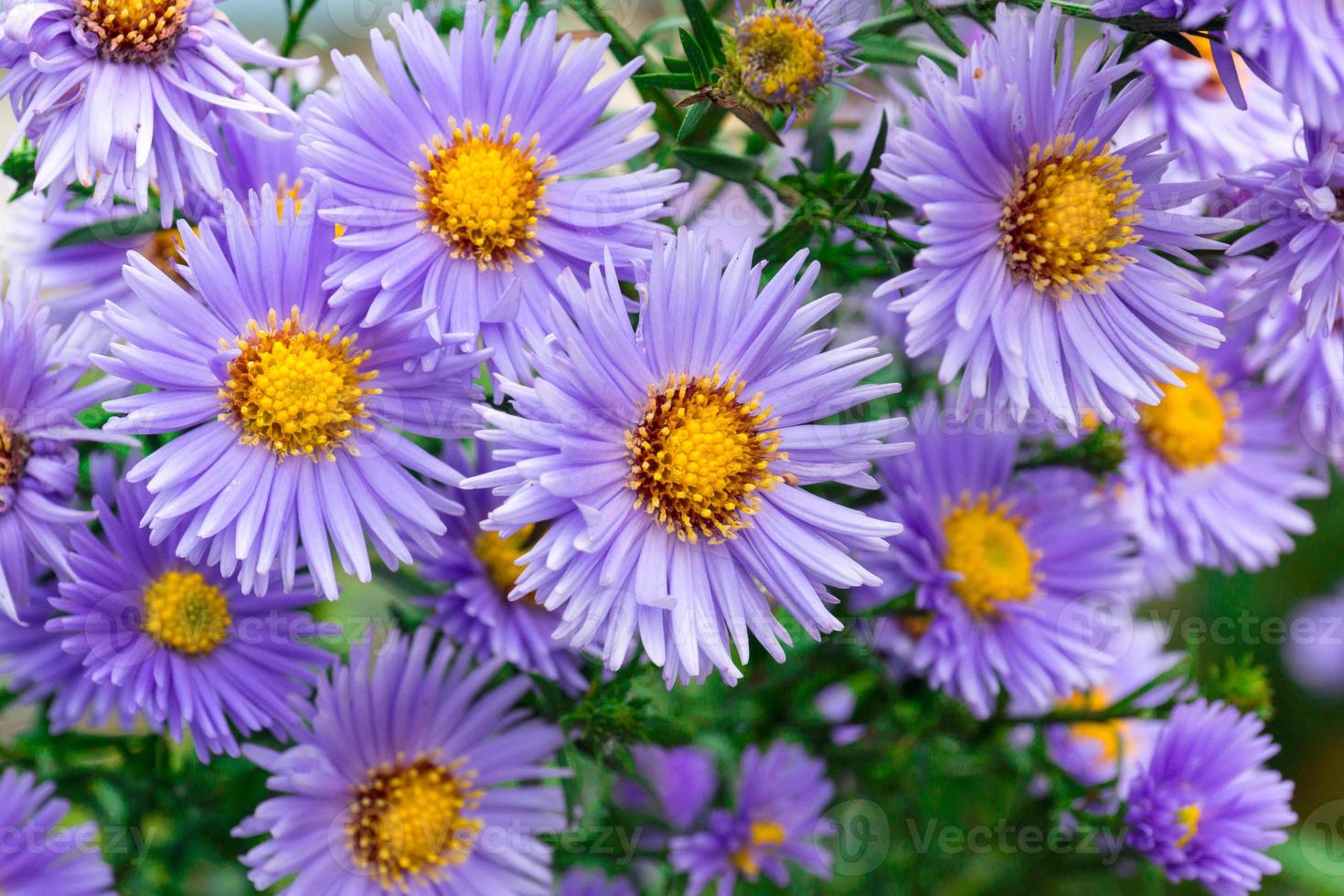 flores ásteres no jardim foto