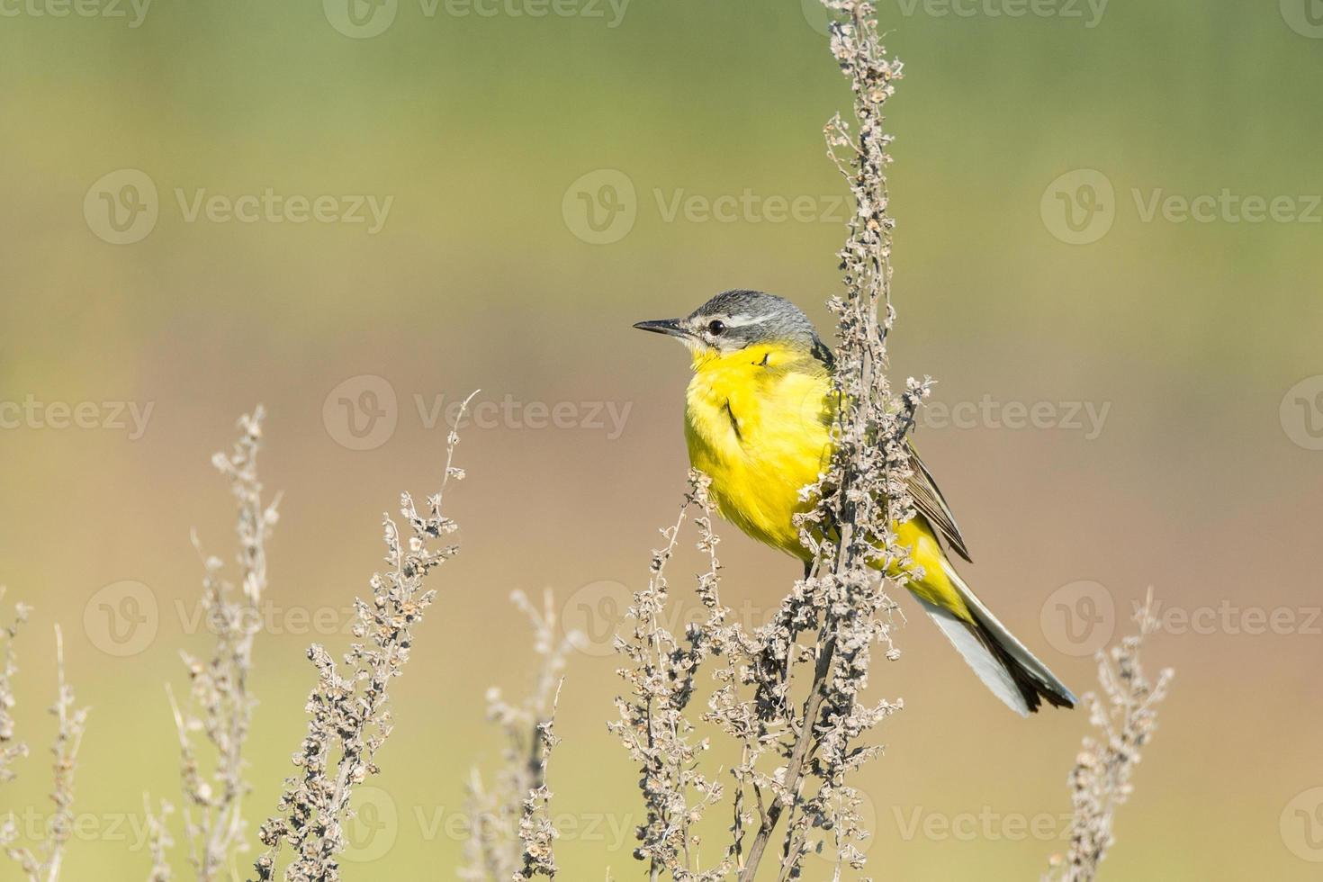 motacilla flava no chão foto