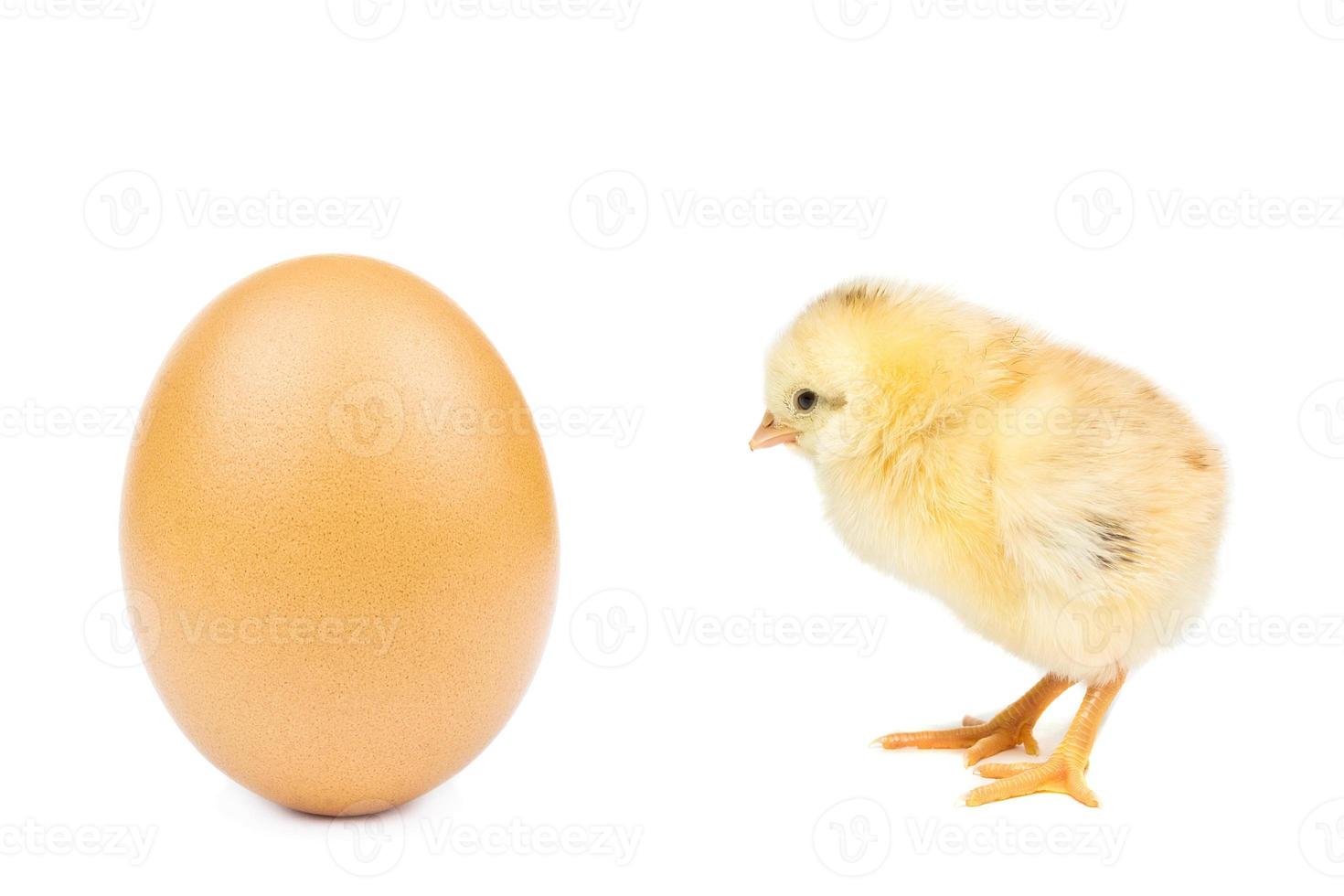 ovo de galinha no fundo branco foto