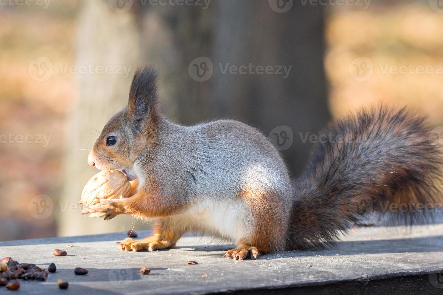 esquilo vermelho em um galho no outono foto