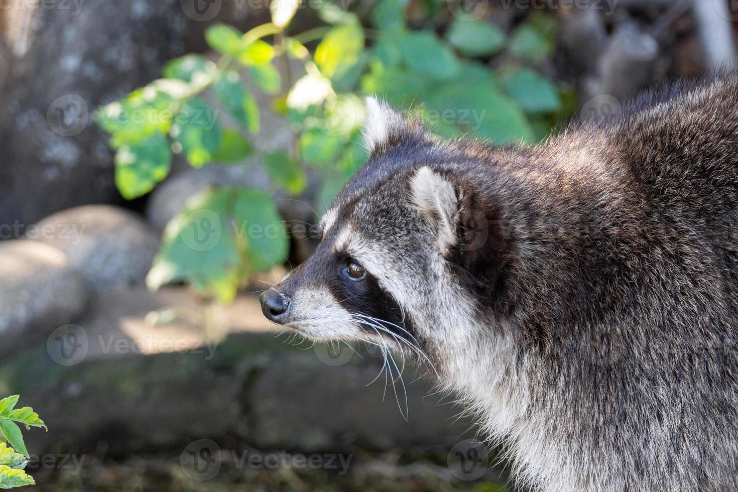 guaxinim na pedra foto