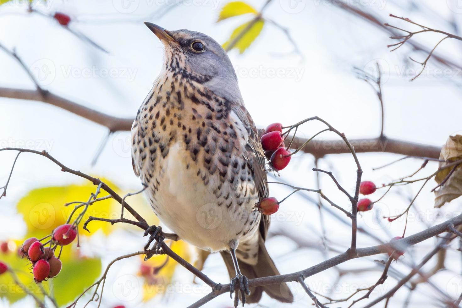 tordo em um galho com frutas foto