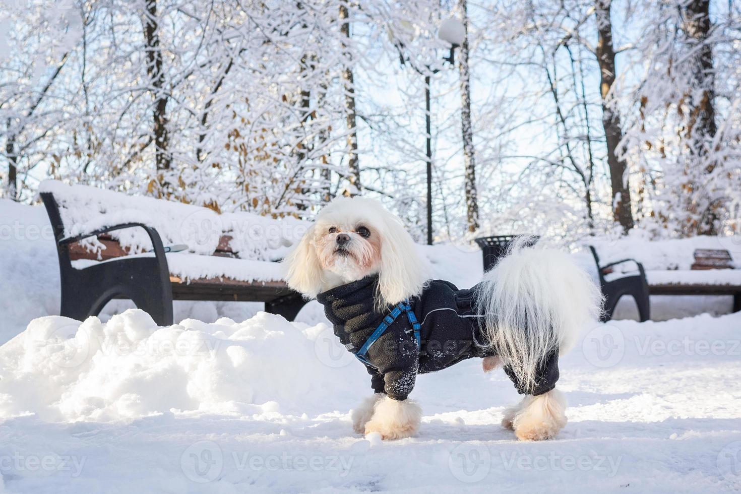 cachorro neve inverno foto