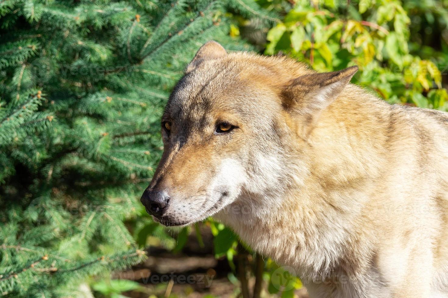 lobo na floresta foto