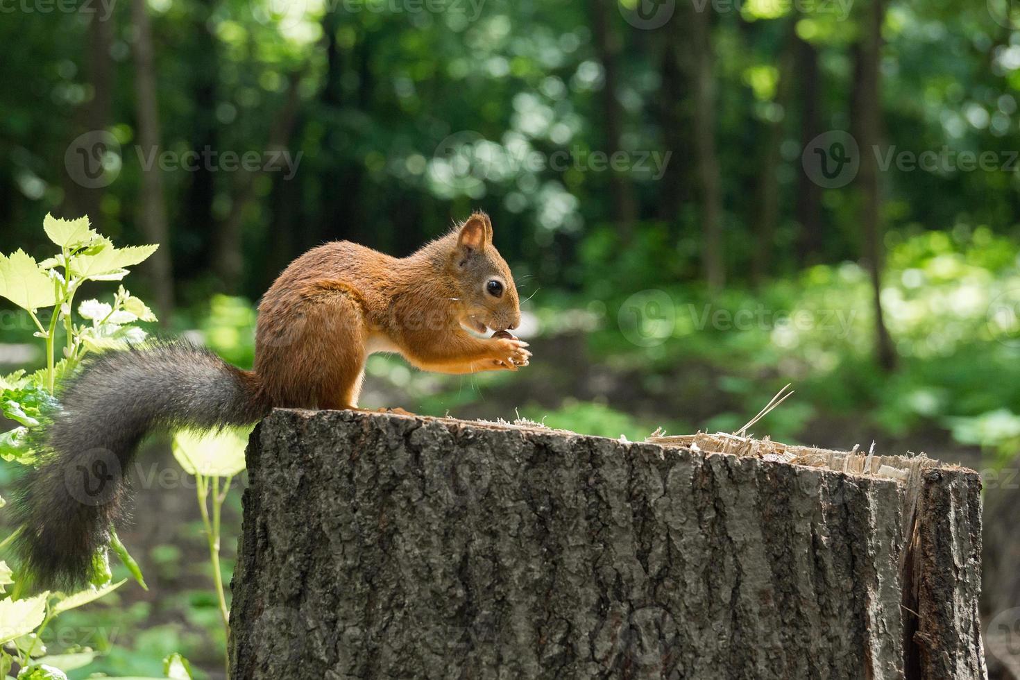 esquilo em um cânhamo com uma noz foto