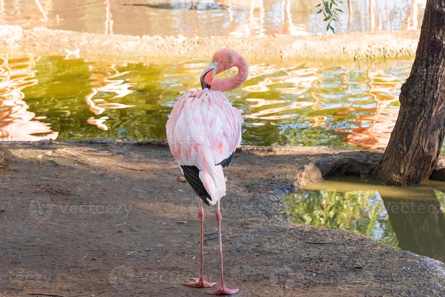 flamingos na água foto
