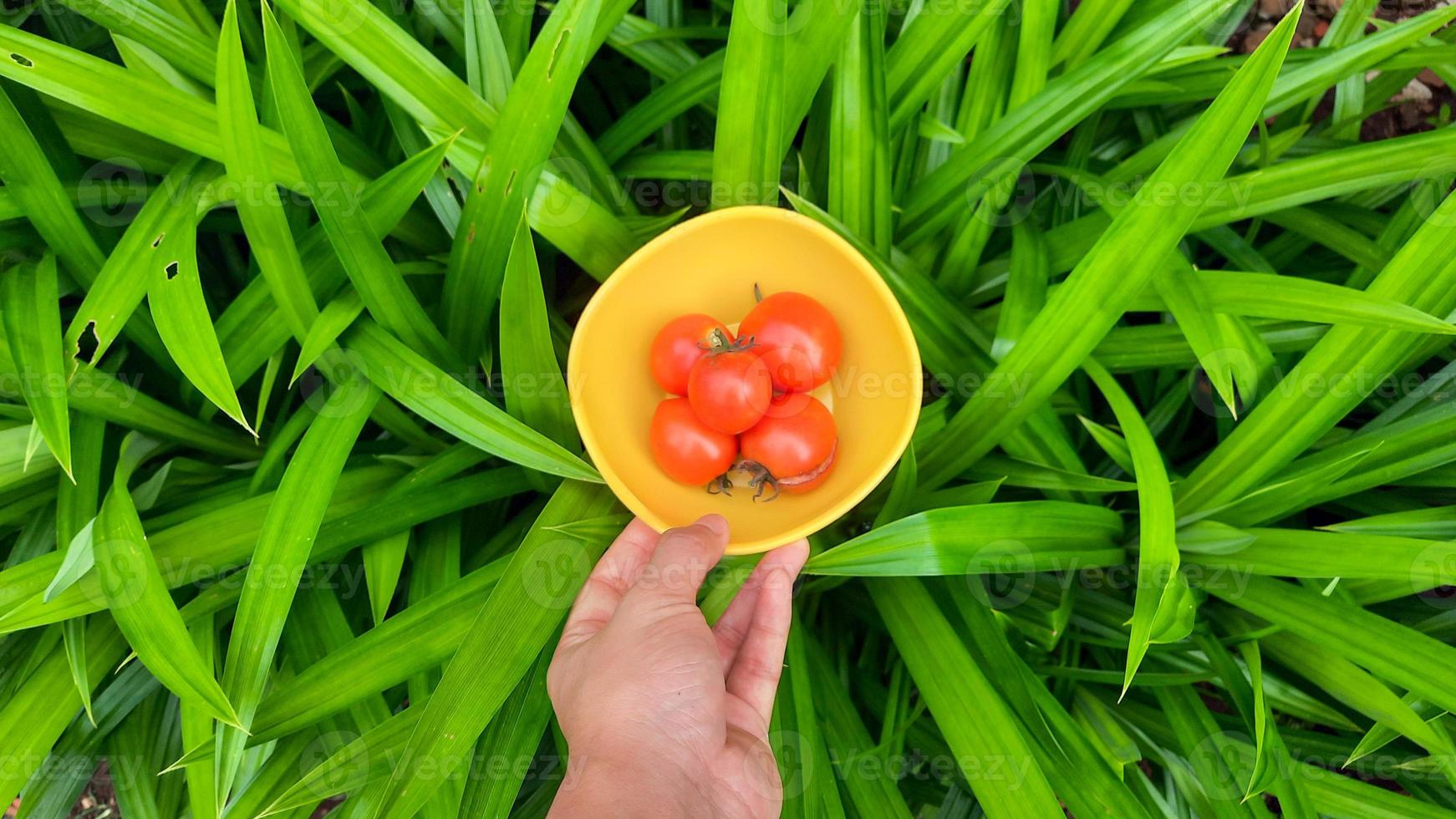 mão esquerda segurando uma tigela amarela cheia de tomates vermelhos em um fundo de planta pandanus 01 foto