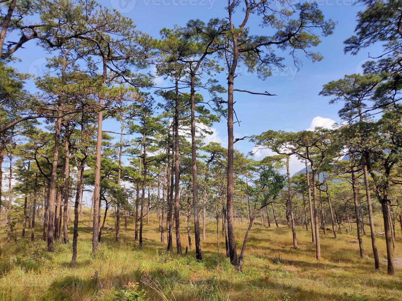 paisagem rural com um caminho, árvores e prados nas colinas, céu azul e agradável sol quente foto