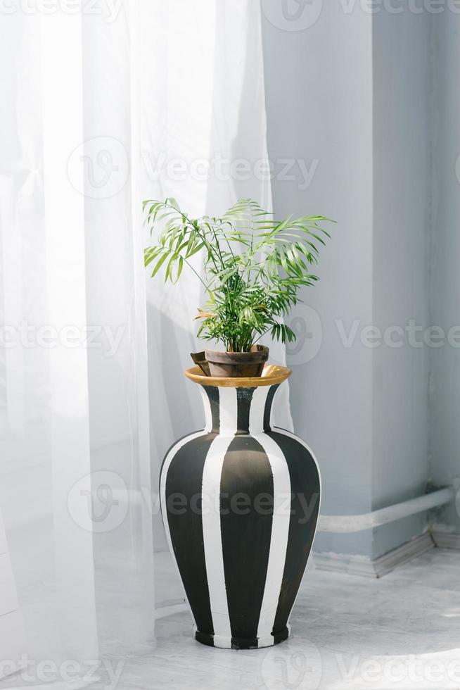 planta de interior com folhas de palmeira areca em um vaso de chão preto e branco perto da janela da casa foto