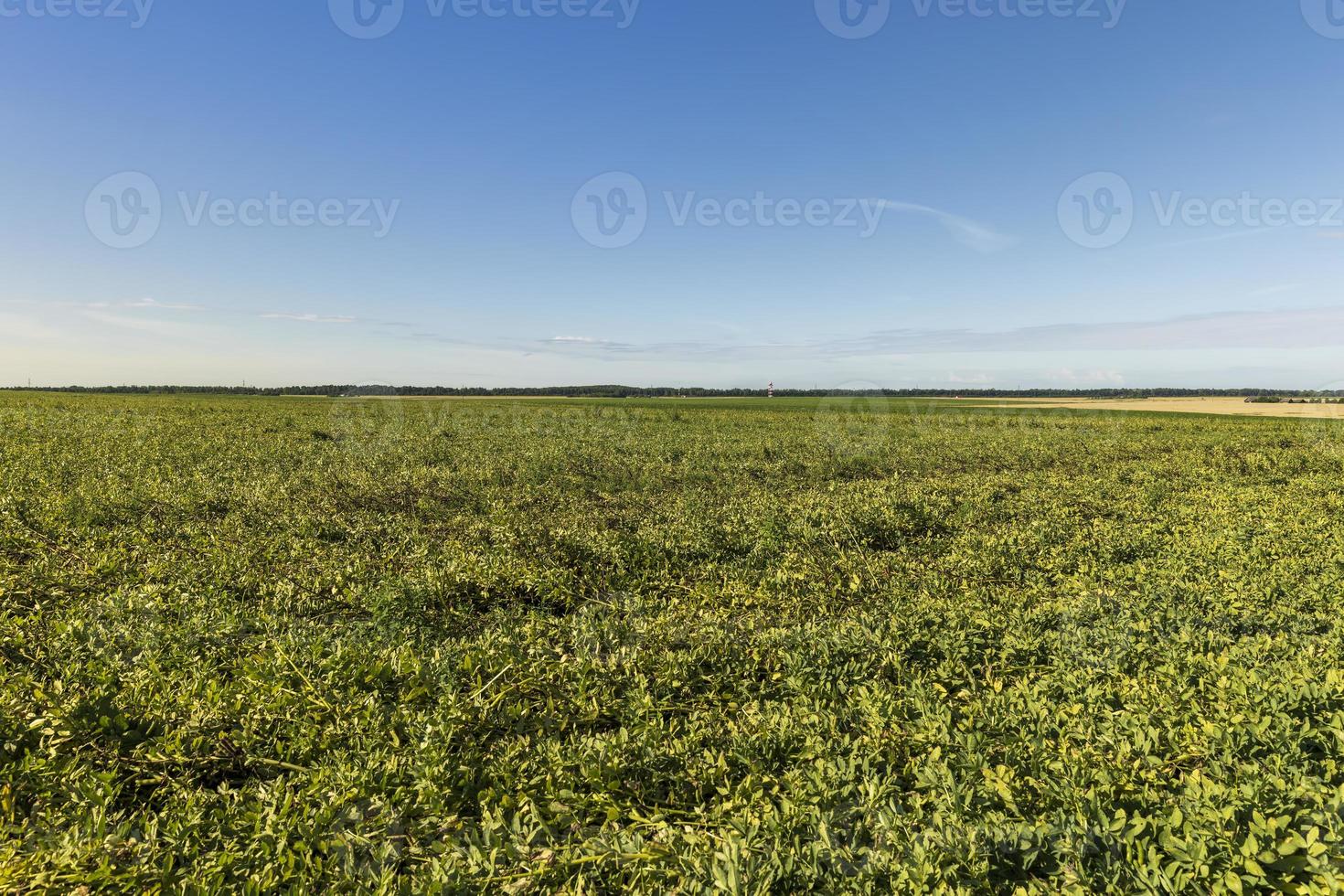 campo agrícola com feijão verde foto