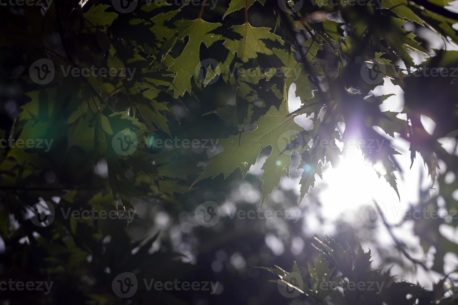 folhas de bordo verdes no final do verão foto