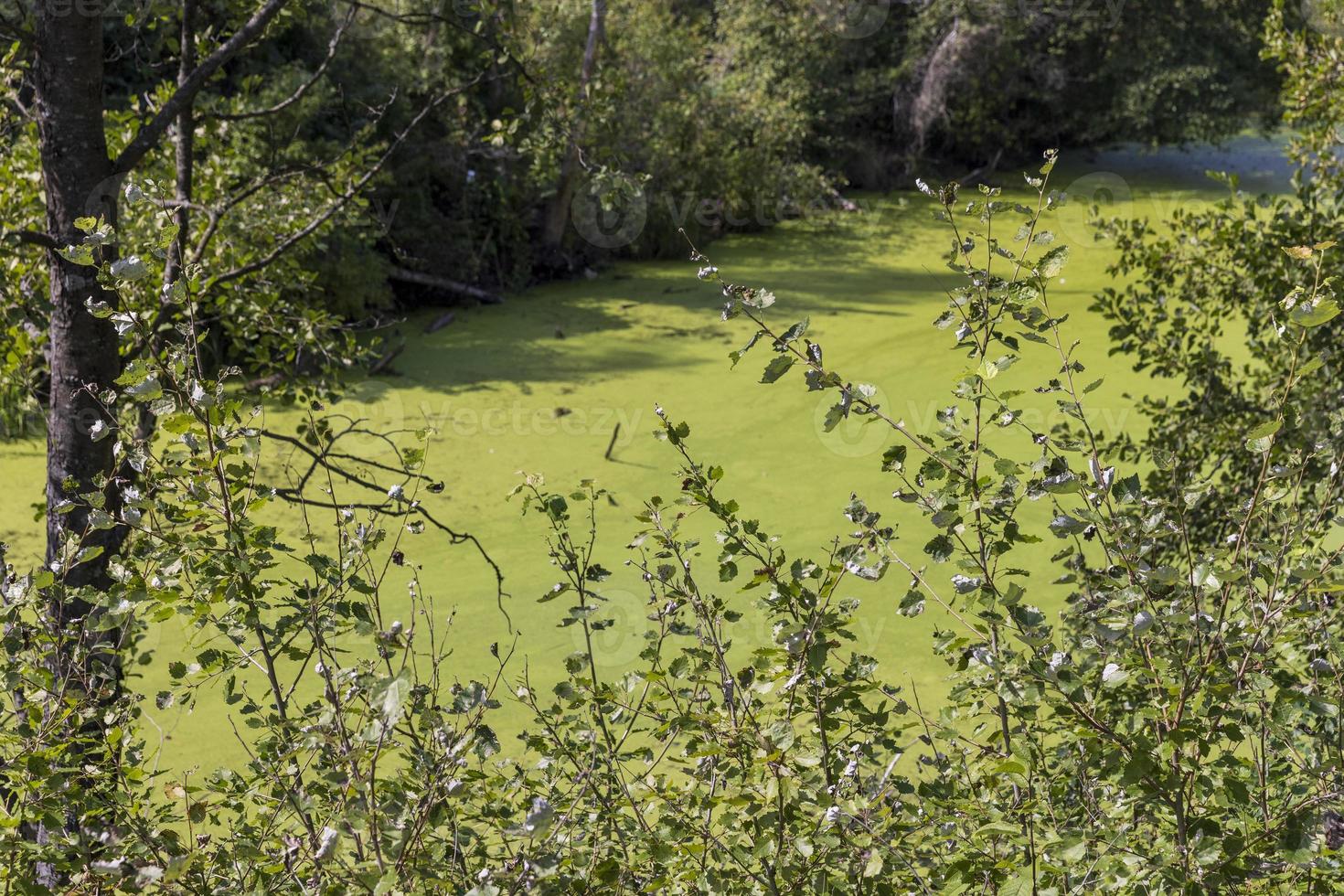 terreno pantanoso com plantas no verão foto