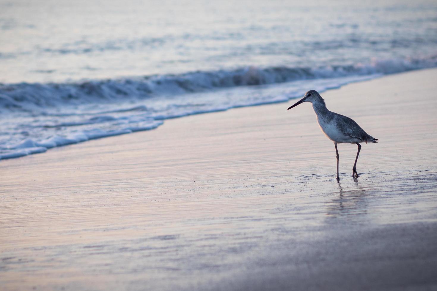 pássaro andando na praia foto