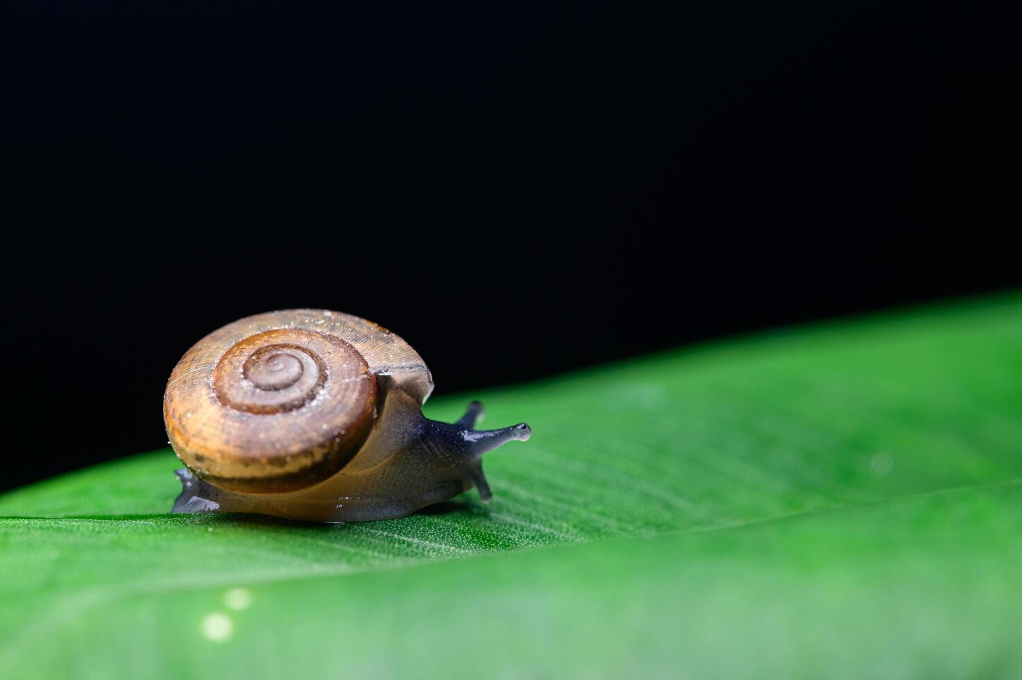 caracol na folha em fundo preto foto