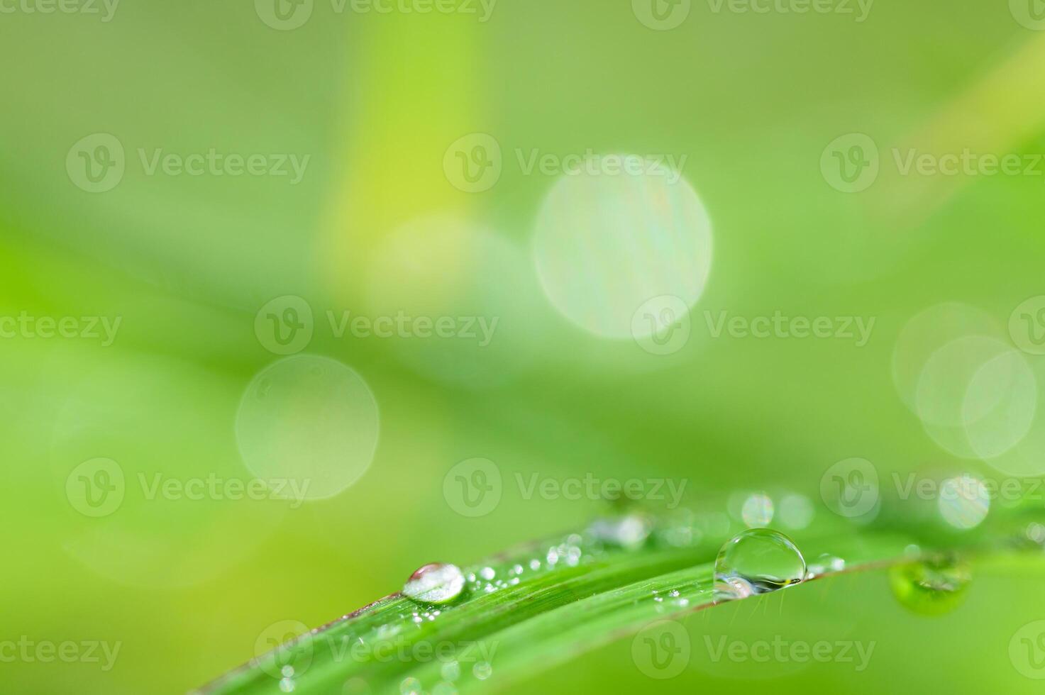 gotas de água na grama foto