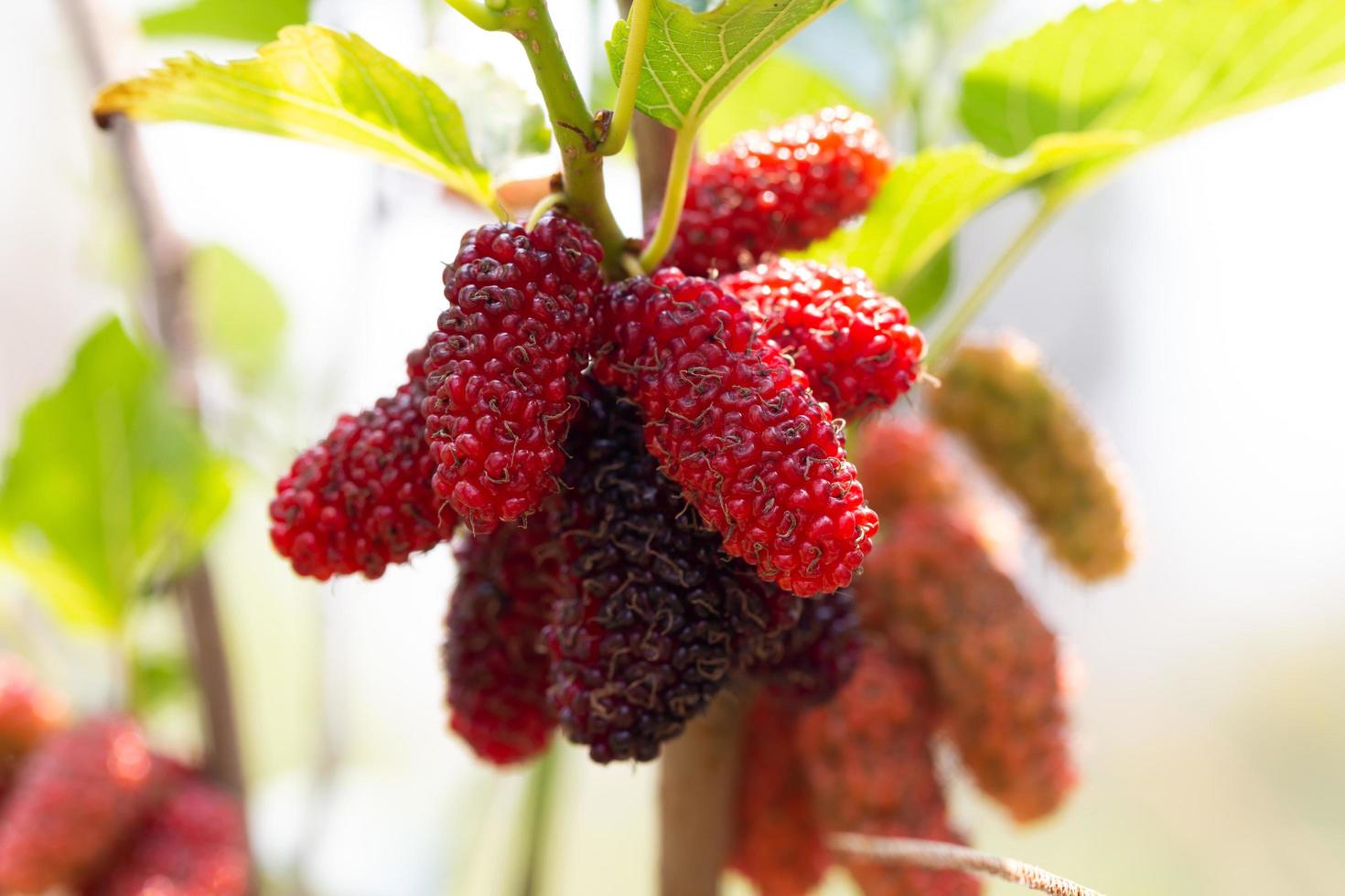 colher frutas de amora foto