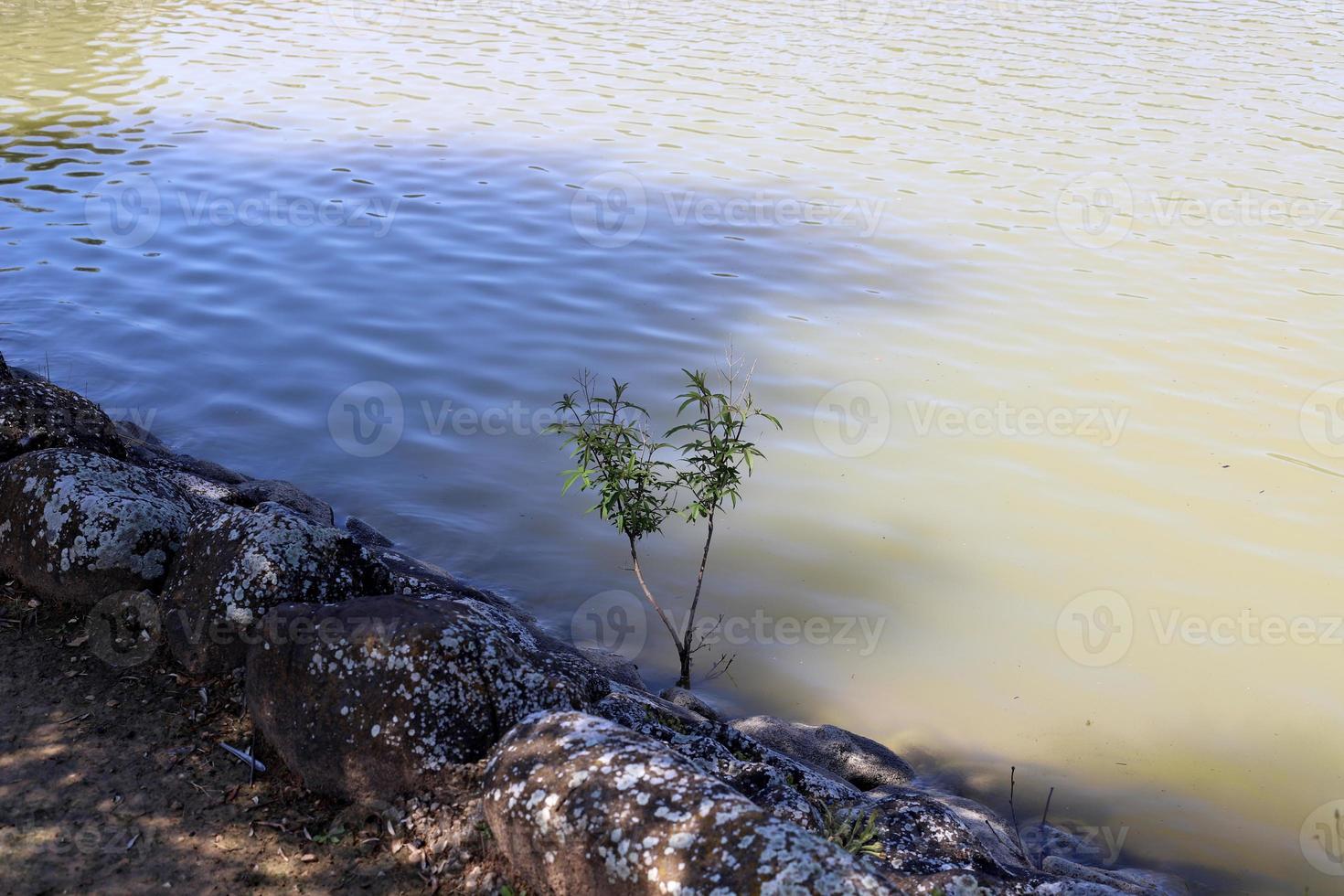 vegetação nas margens de um rio no norte de israel foto