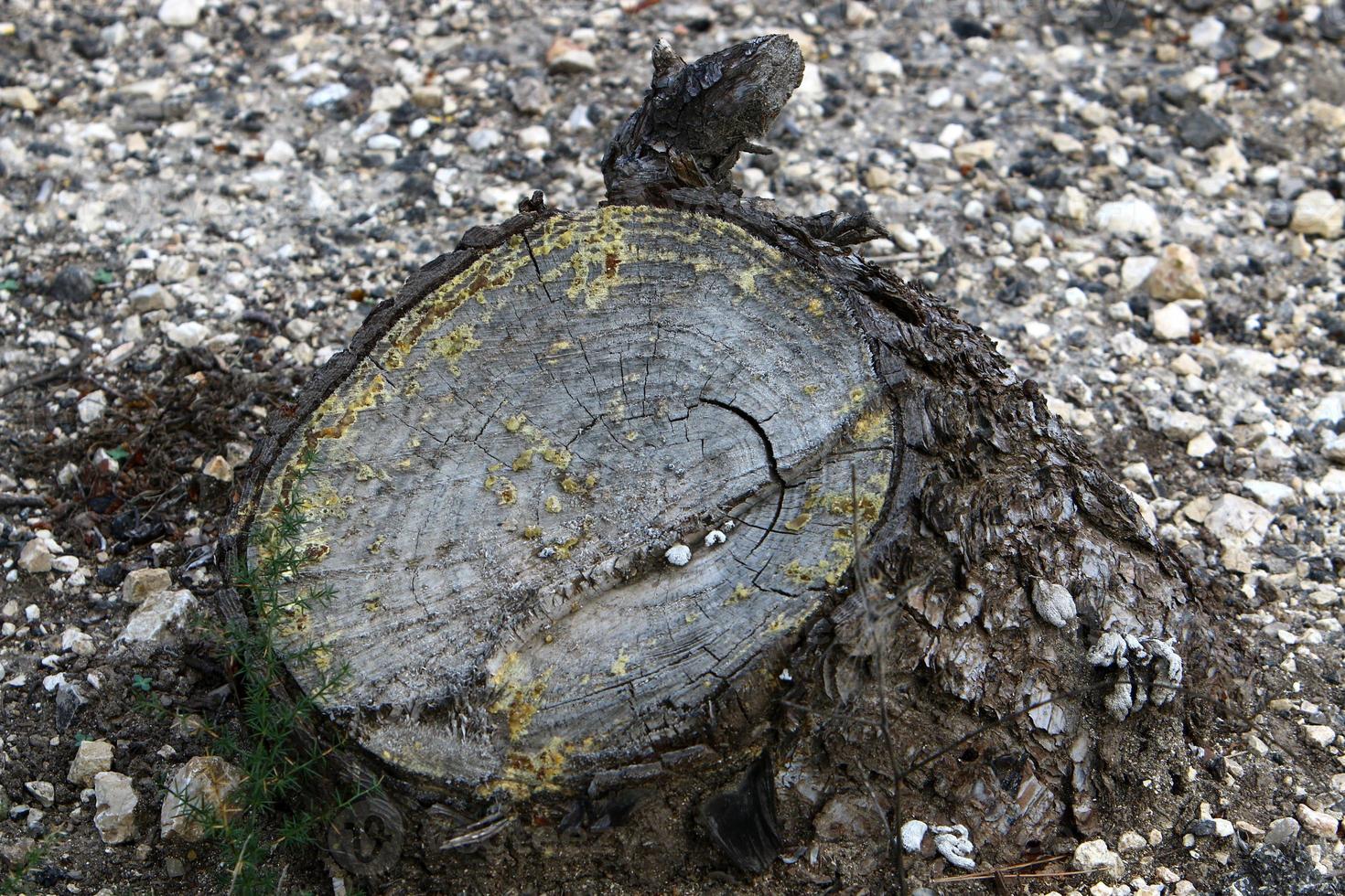 um toco velho é uma pequena parte de um tronco de árvore derrubado. foto