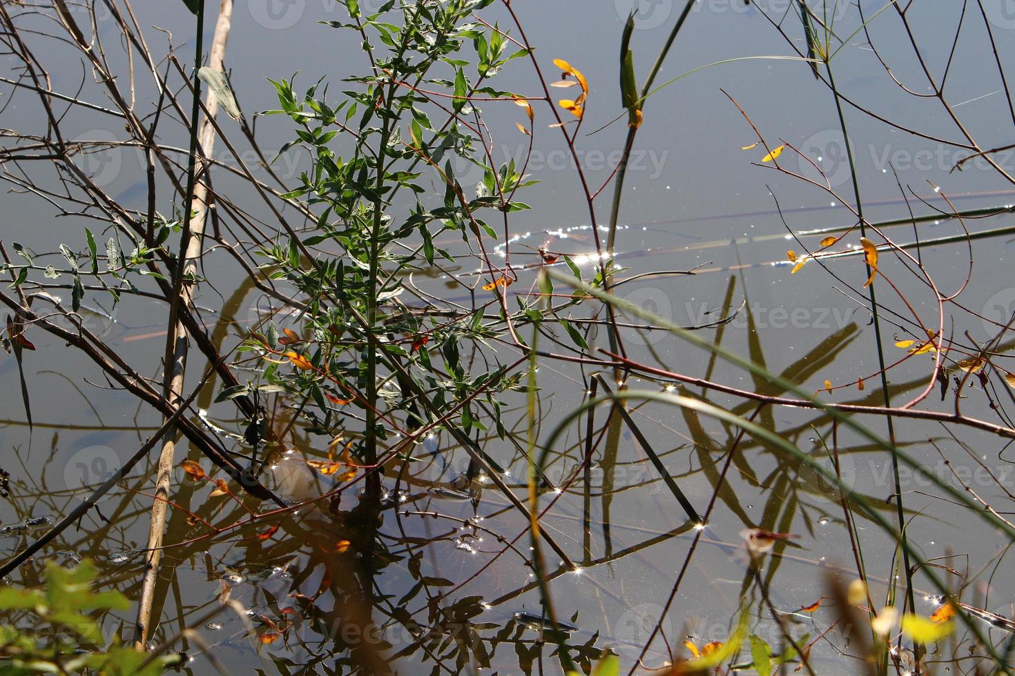 vegetação nas margens de um rio no norte de israel foto