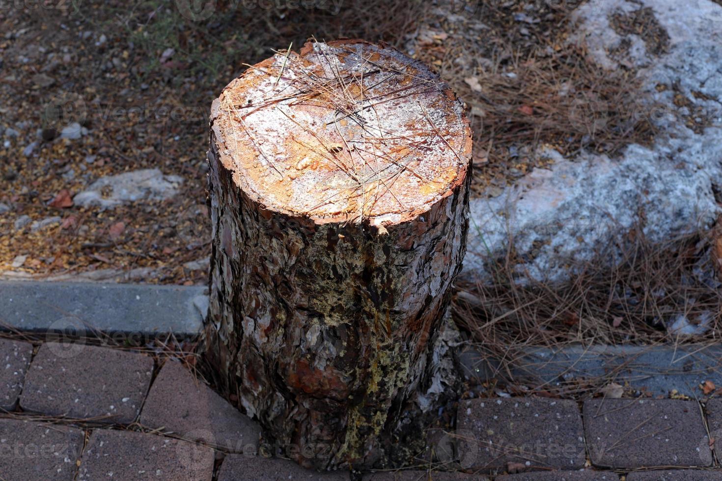 um toco velho é uma pequena parte de um tronco de árvore derrubado. foto