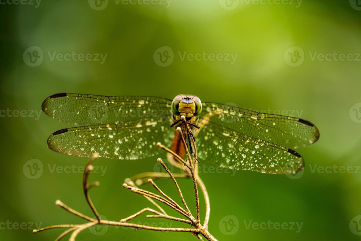 libélula em pé em um lindo galho de árvore em um fundo verde foto