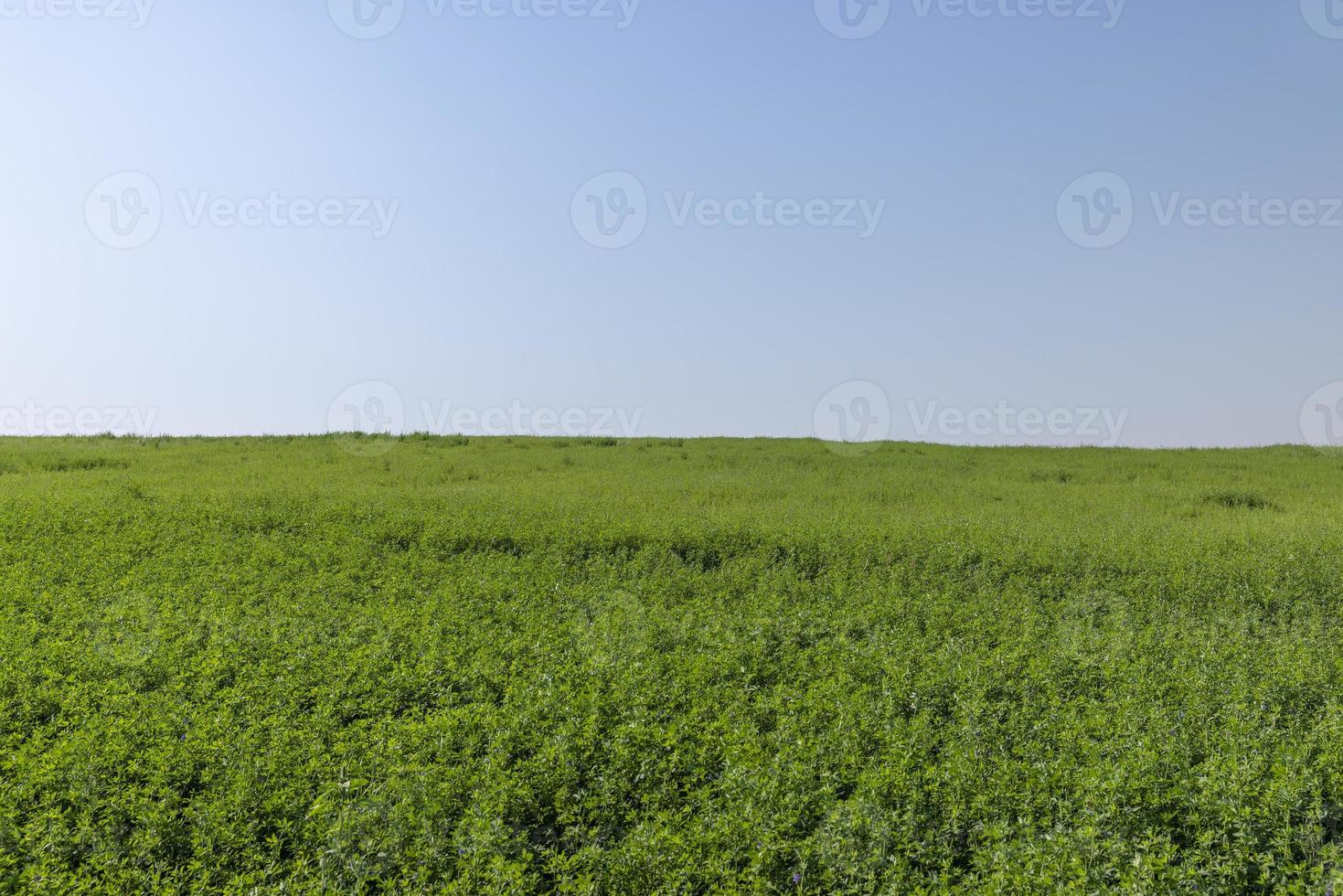 campo com grama para colheita de forragem para vacas foto