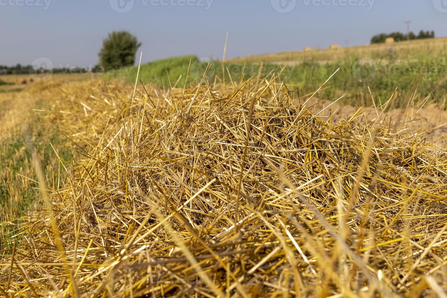 um campo com cereais no verão foto