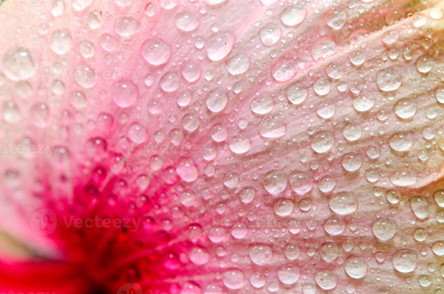 gotas de água flor de hibisco foto