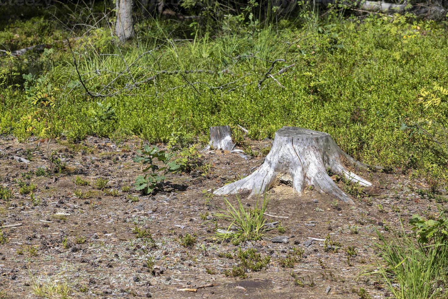 um velho toco de árvore seca no verão foto