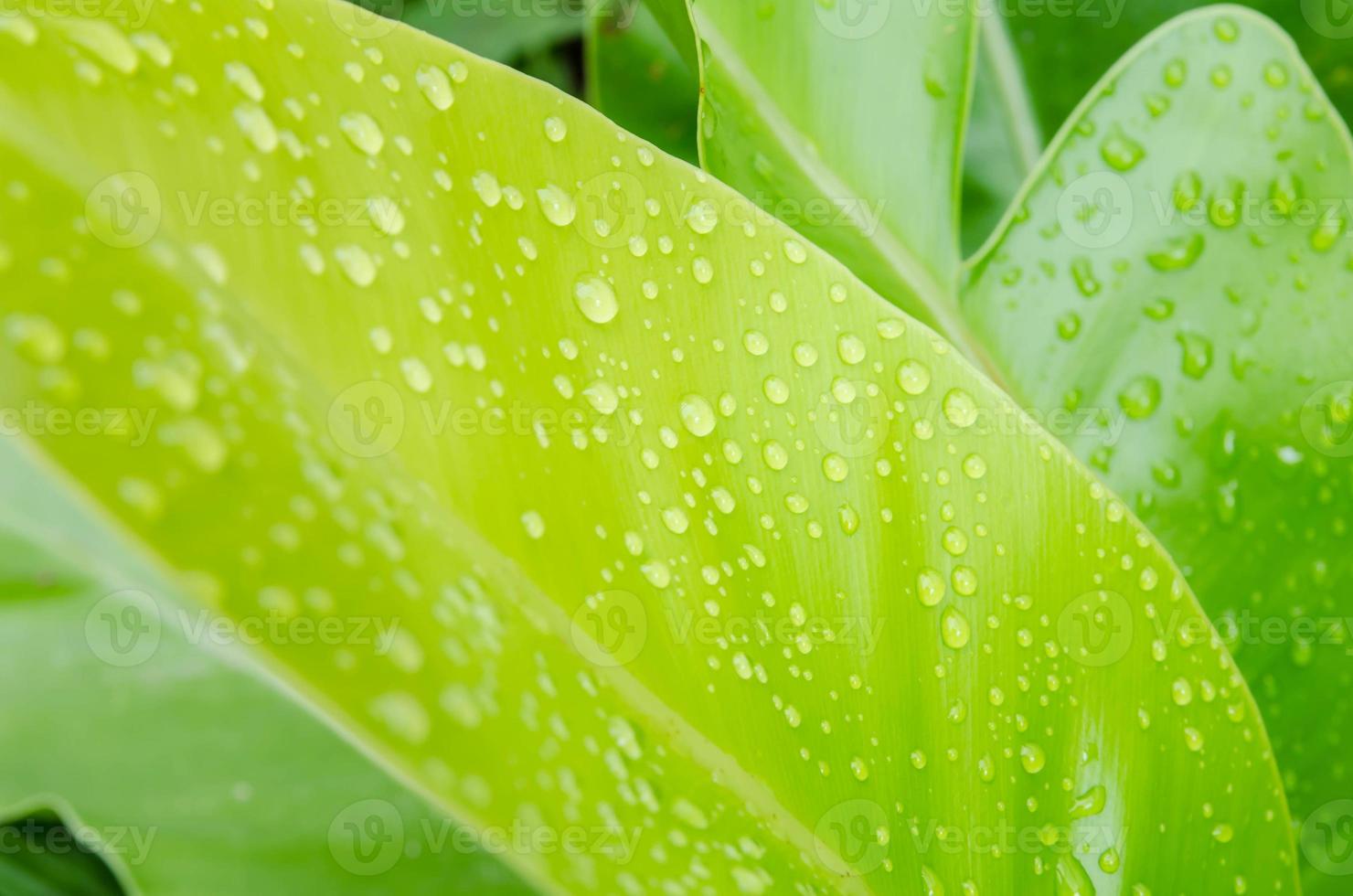 gotas de água em uma folha verde foto