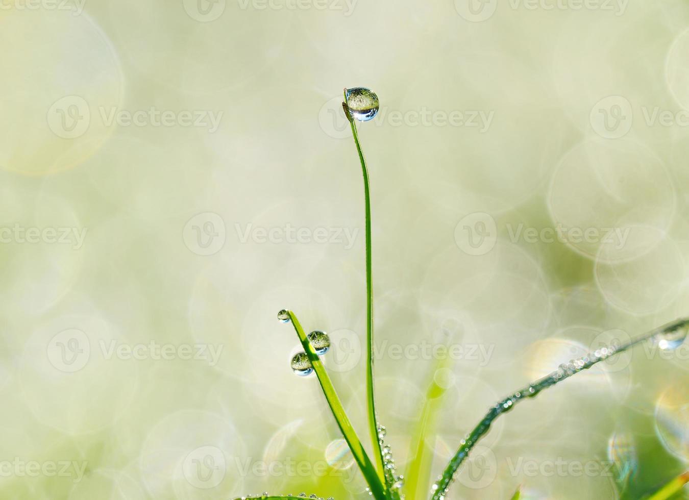 gotas de água na grama verde foto