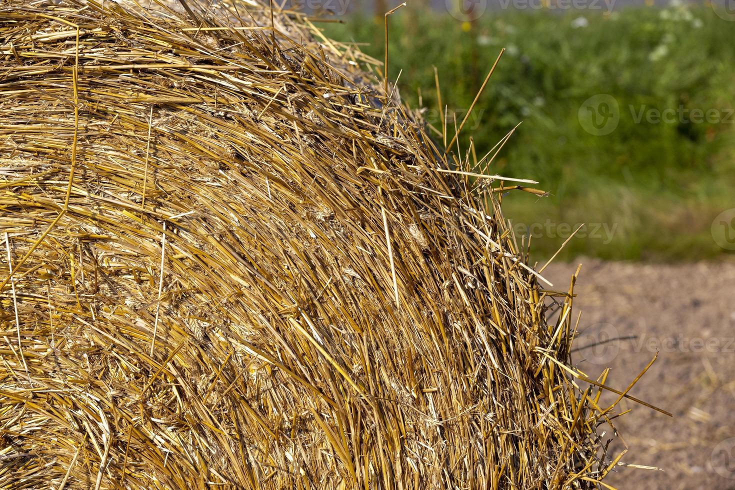 pilha de palha após a colheita de grãos no campo foto