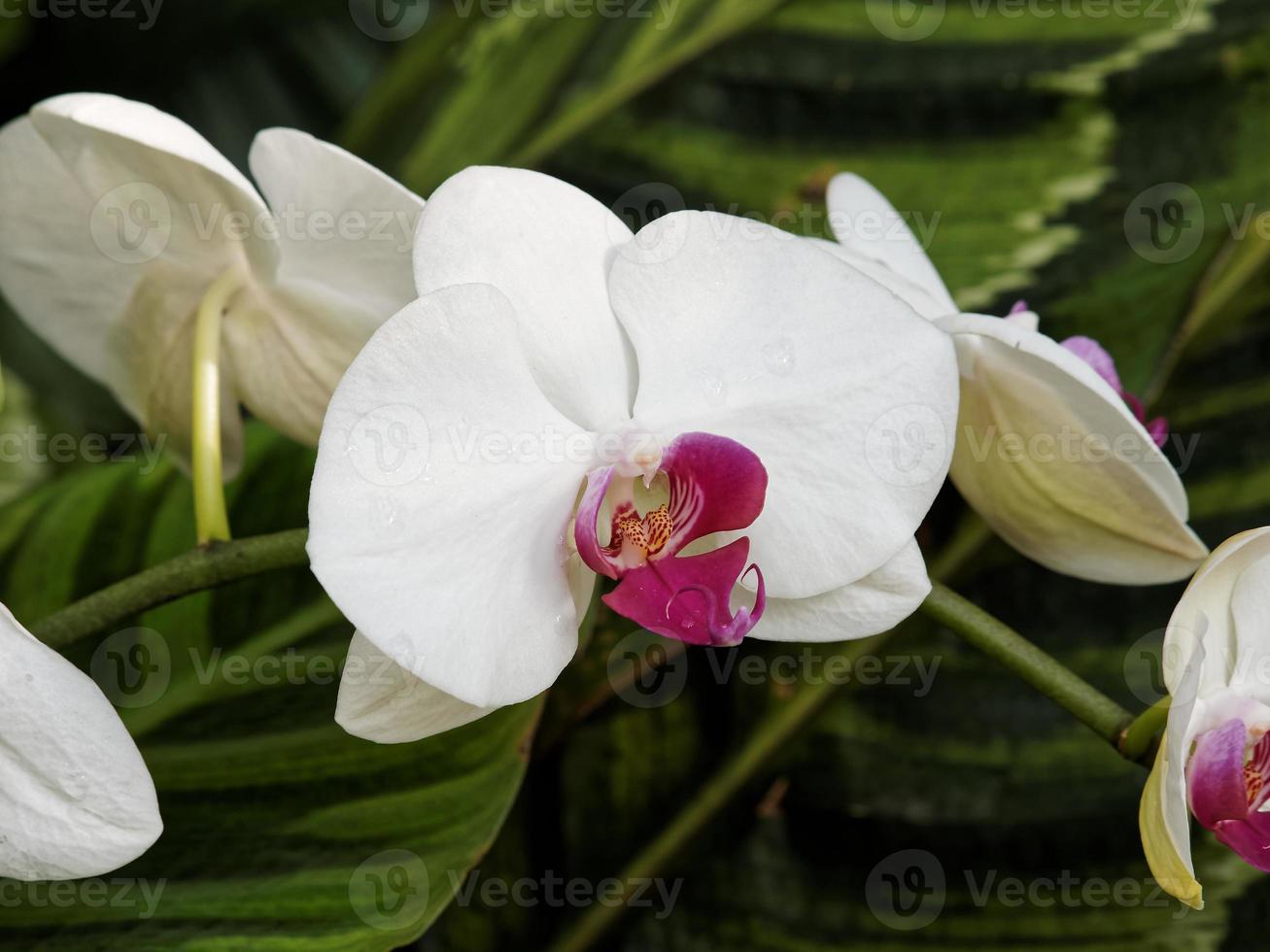 orquídeas brancas com coração roxo foto