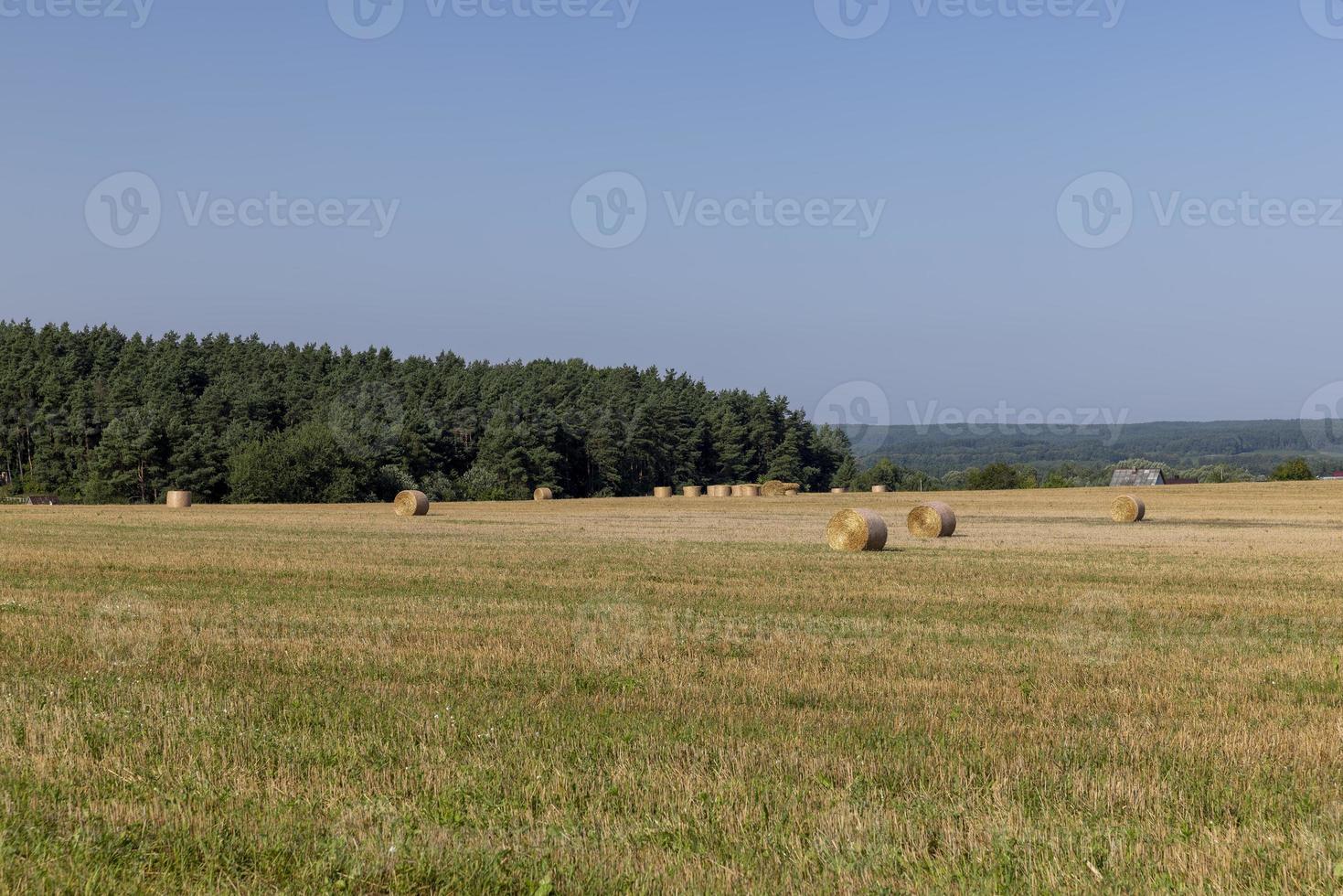 um campo com cereais no verão foto