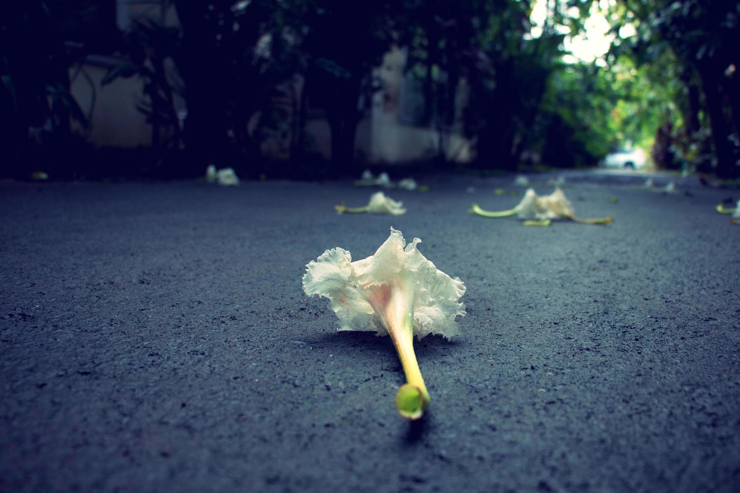 flores brancas caem por todo o chão molhado foto