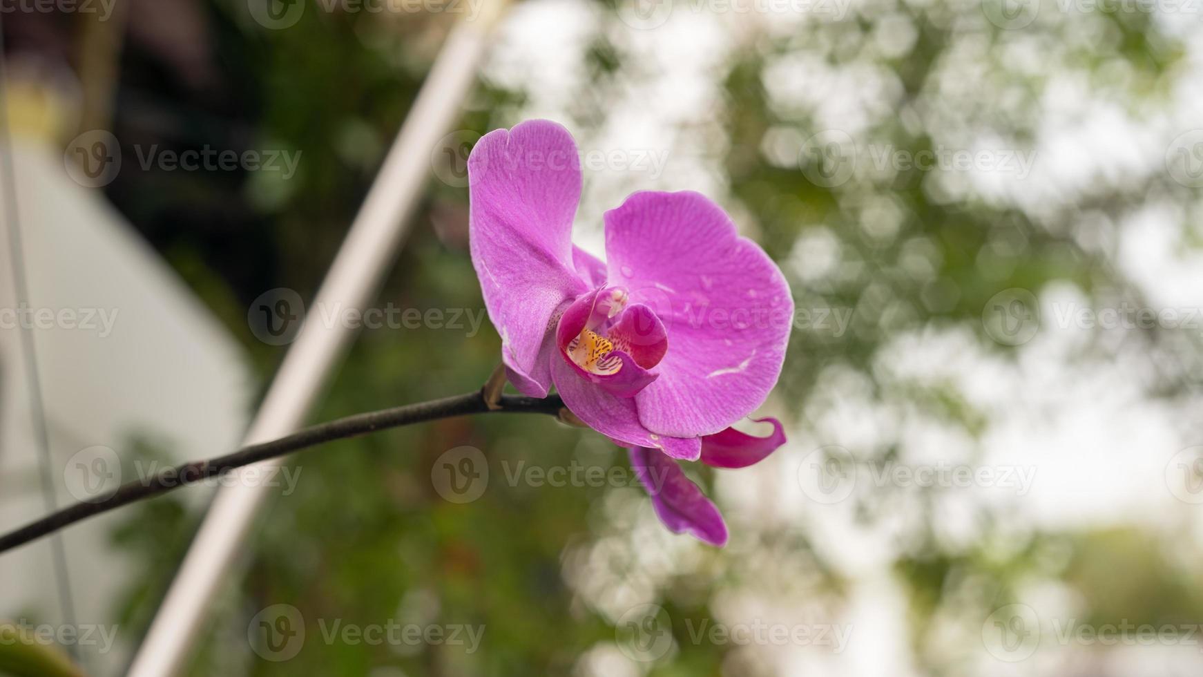 flor de orquídea florescendo no fundo do jardim bokeh 13667552 Foto de  stock no Vecteezy