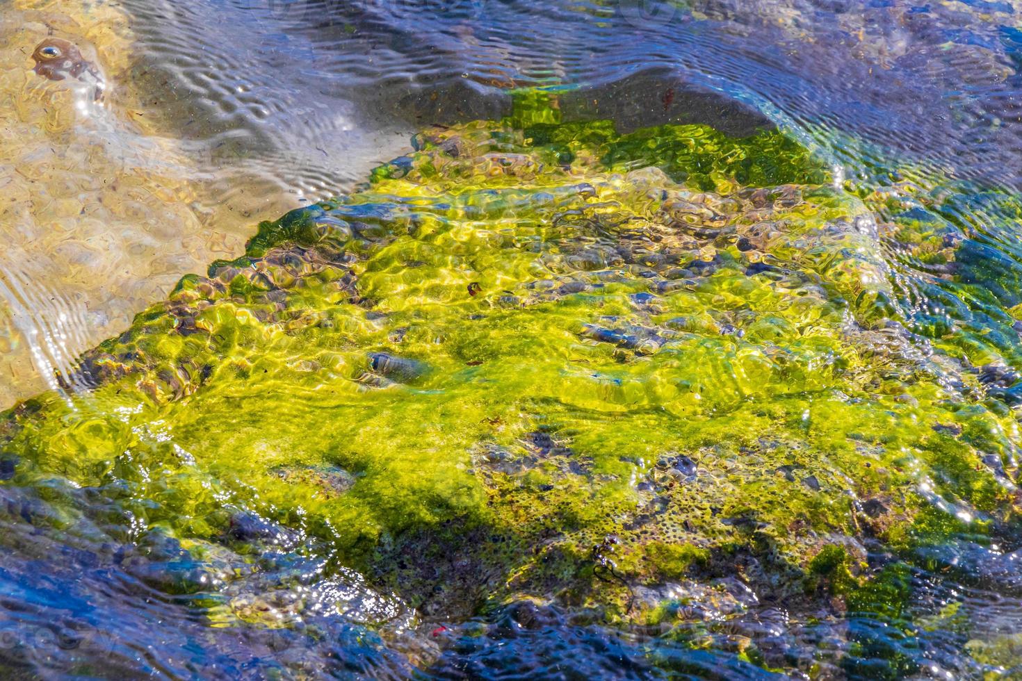 pedras rochas corais turquesa verde azul água na praia méxico. foto