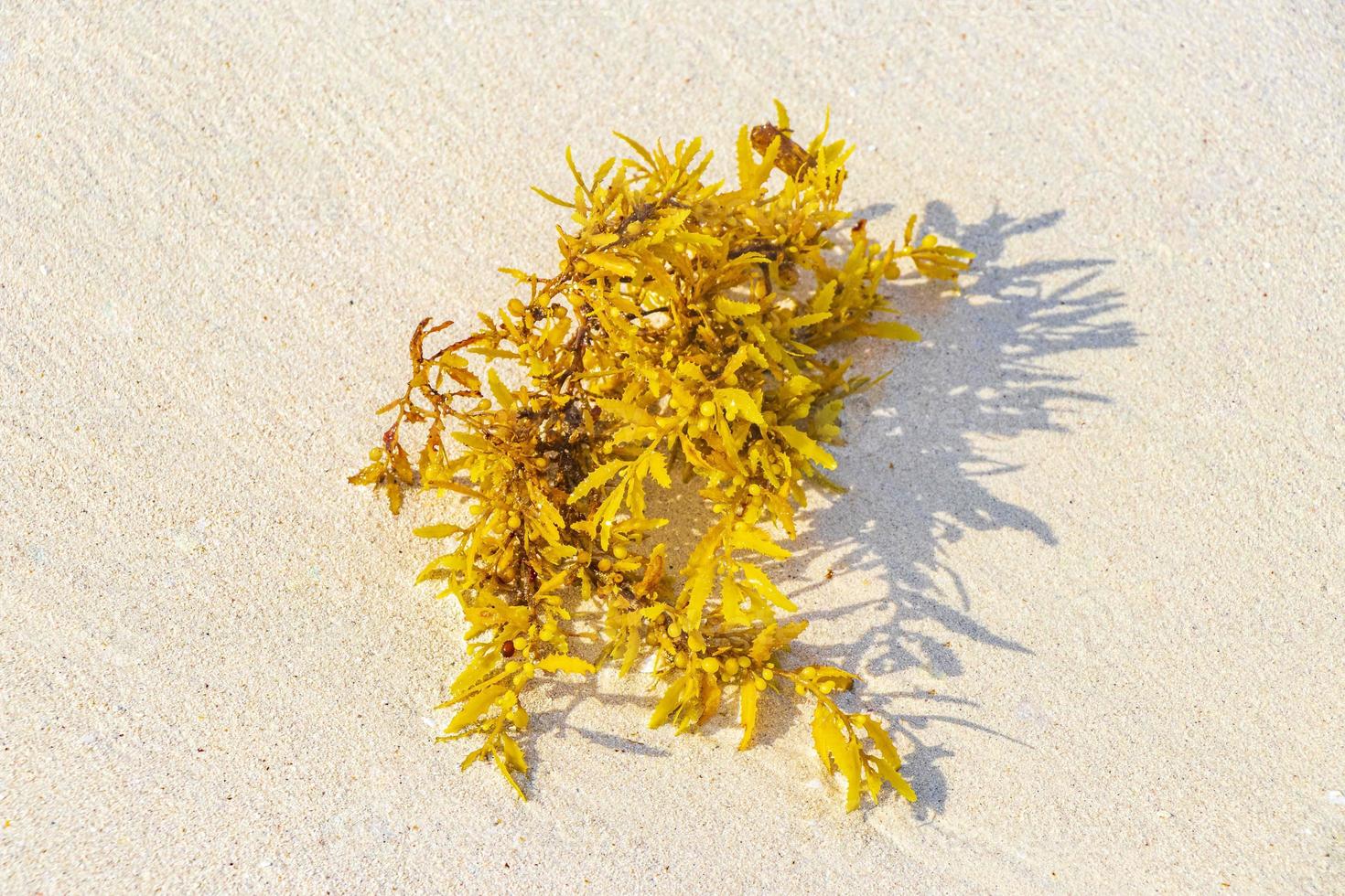 fresco amarelo algas marinhas sargazo praia playa del carmen méxico. foto